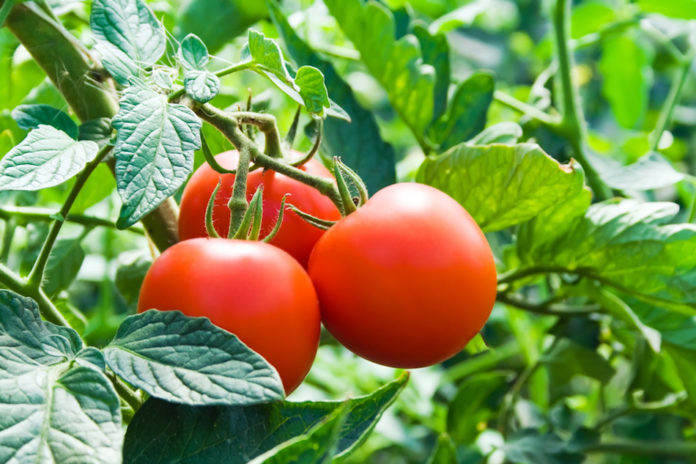 come coltivare i pomodori nell'orto