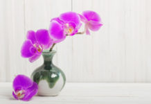 come curare le orchidee in casa