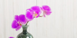 come curare le orchidee in casa