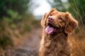 Funerale per animali: un omaggio all'amore incondizionato