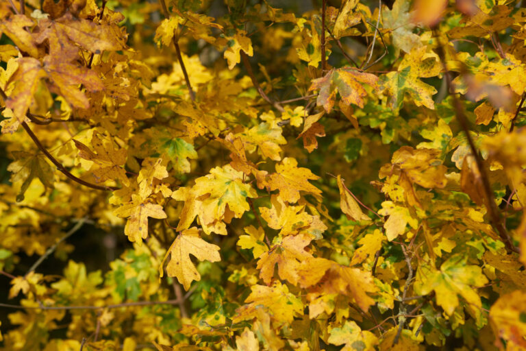 Foglie lobate dell’acero campestre con colorazione gialla autunnale.