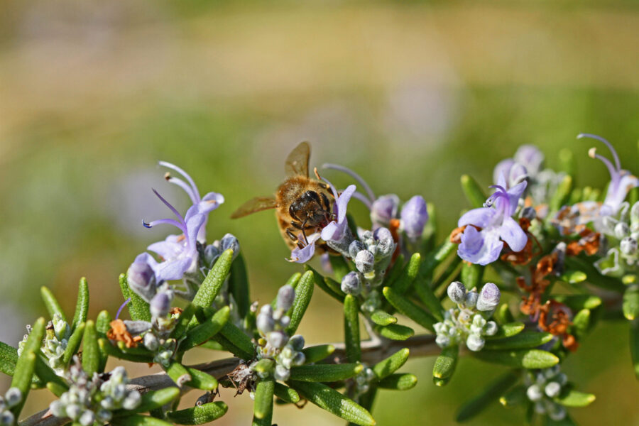 Ape mellifera posata fra piccoli fiori azzurroviolacei di rosmarino.