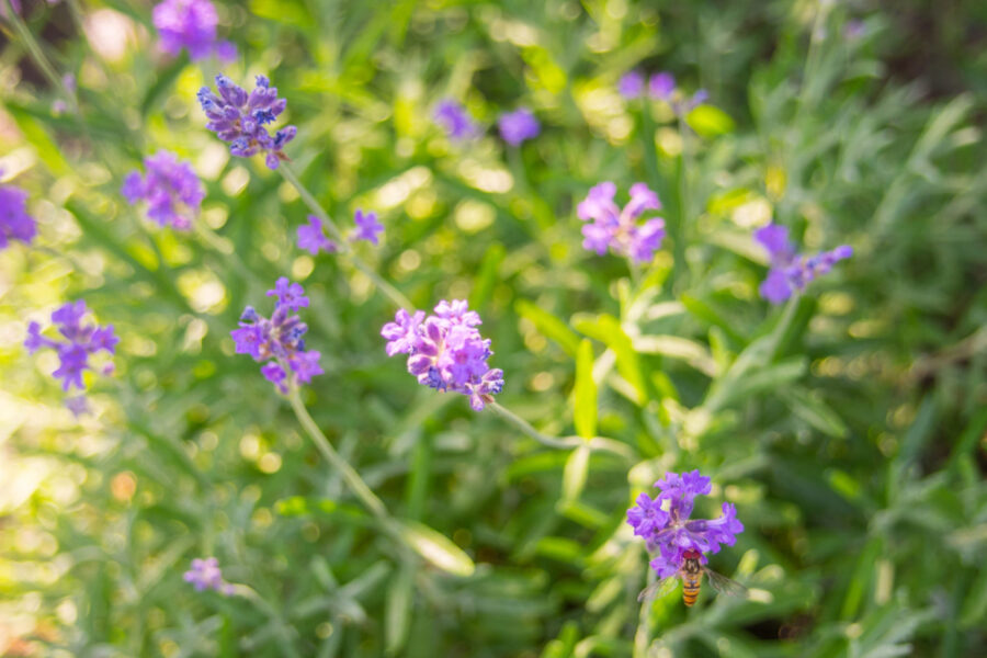 Spighe di lavanda con fiori viola e un insetto alato posato su un’infiorescenza.