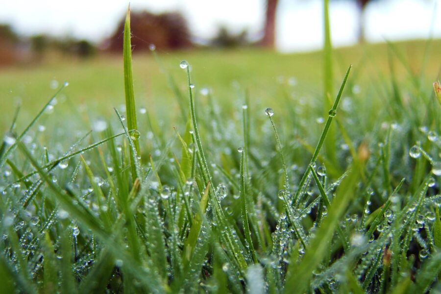 Fili d’erba verdi con numerose gocce d’acqua in un prato al mattino.